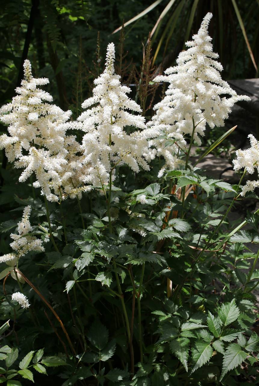 Photo of Astilbe